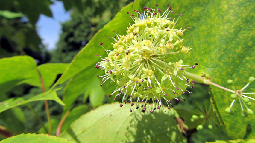 Kalopanax septemlobus bloem