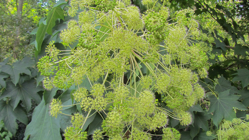 Kalopanax septemlobus bloem