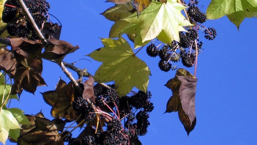 Kalopanax septemlobus vrucht