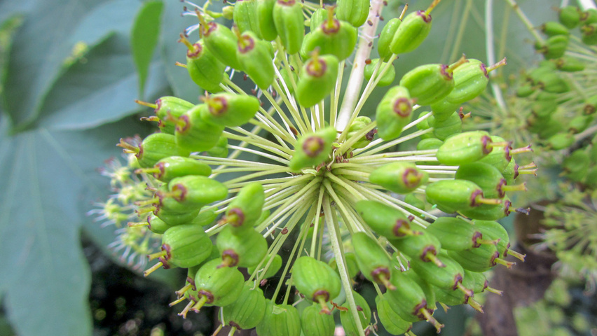 Kalopanax septemlobus vrucht