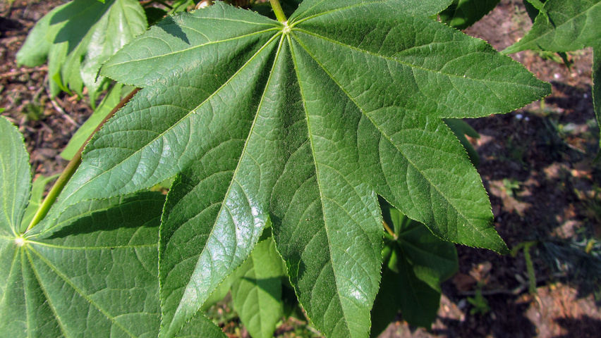 Kalopanax septemlobus blad