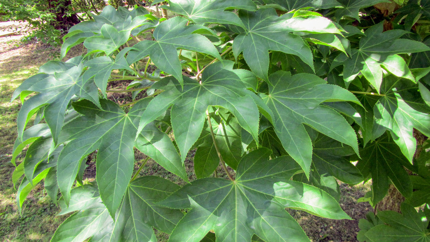 Kalopanax septemlobus blad