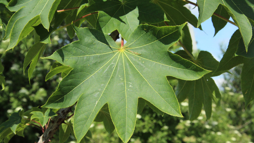 Kalopanax septemlobus blad