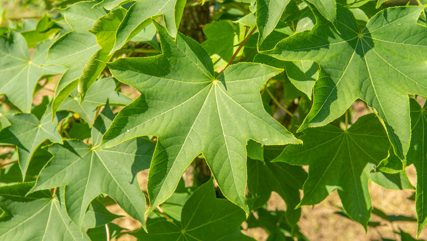 Kalopanax septemlobus blad