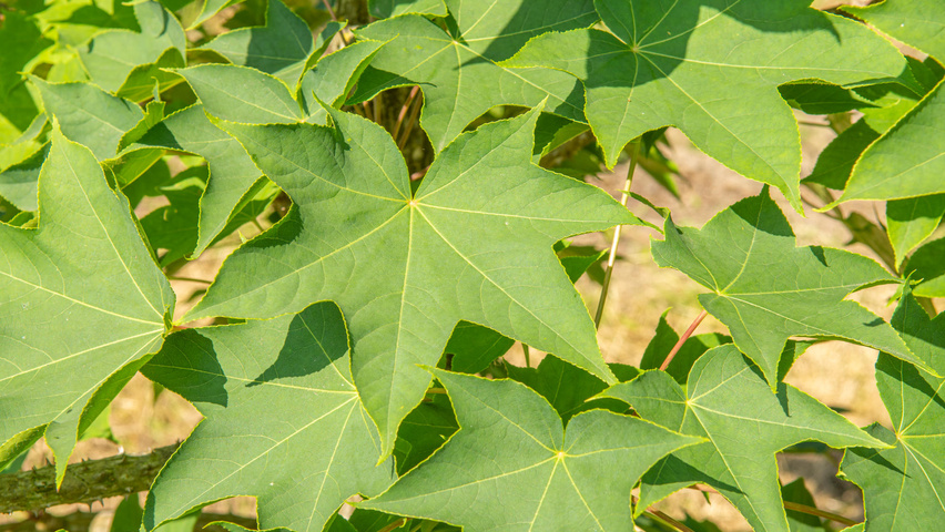 Kalopanax septemlobus blad