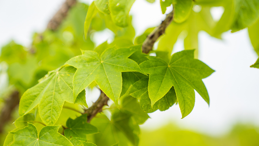 Kalopanax septemlobus blad