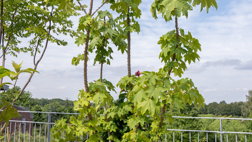 Kalopanax septemlobus meerstammig