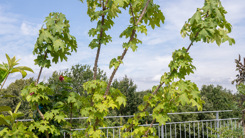 Kalopanax septemlobus meerstammig