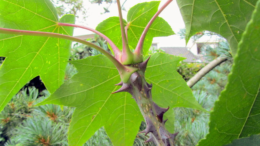 Kalopanax septemlobus twijgen