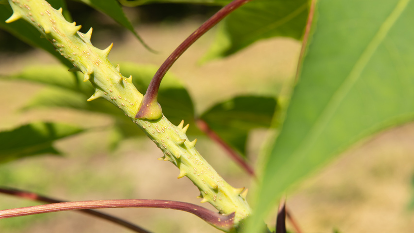 Kalopanax septemlobus twijgen
