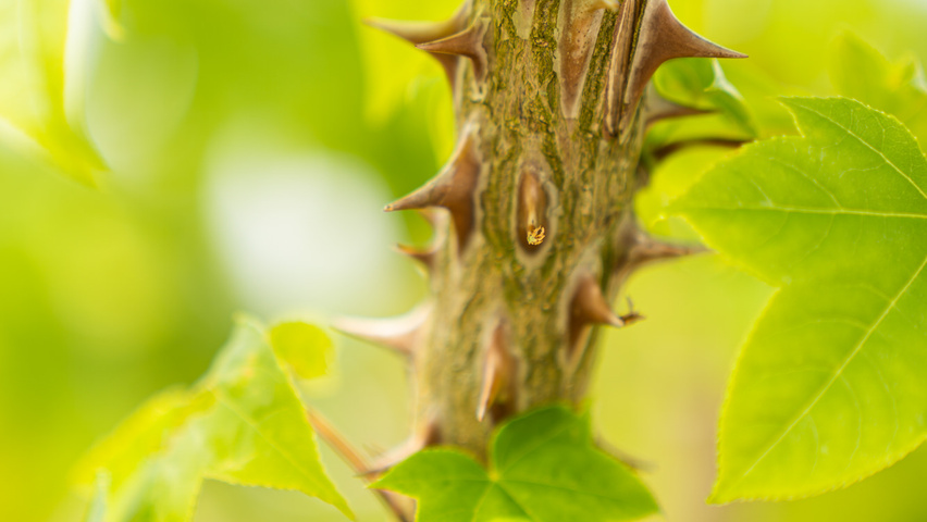 Kalopanax septemlobus twijgen