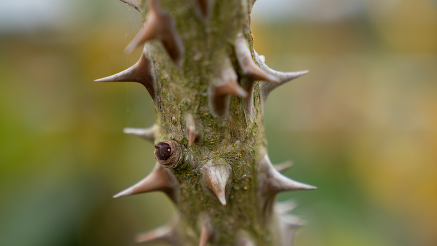Kalopanax septemlobus twijgen