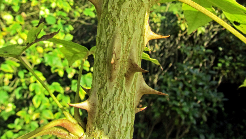 Kalopanax septemlobus var. maximowiczii kora