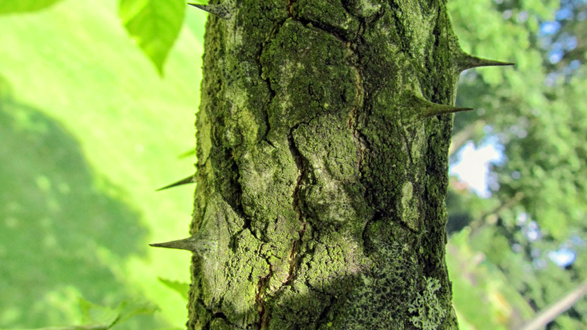 Kalopanax septemlobus var. maximowiczii kora