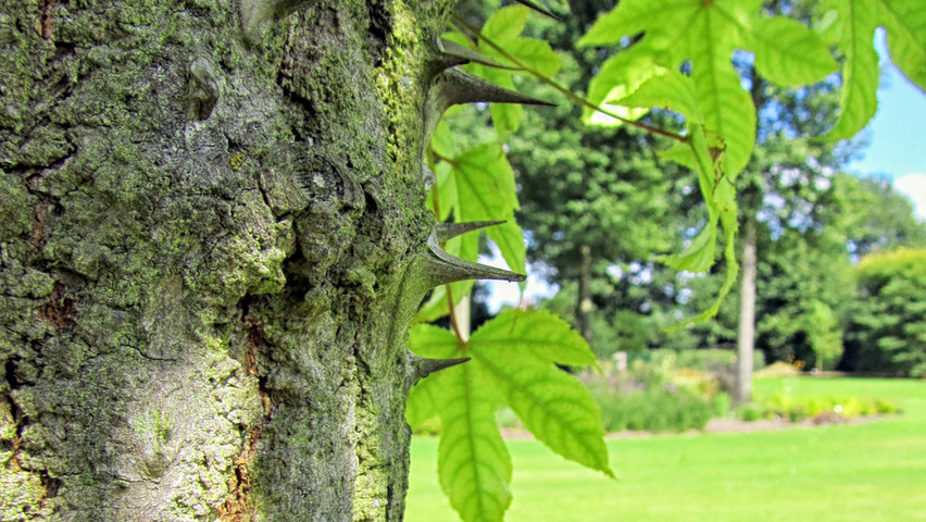 Kalopanax septemlobus var. maximowiczii kora