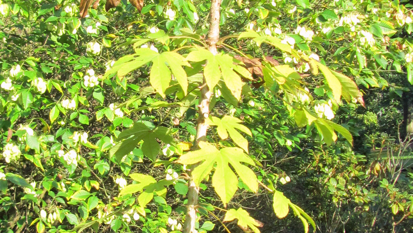 Kalopanax septemlobus var. maximowiczii pokrój naturalny