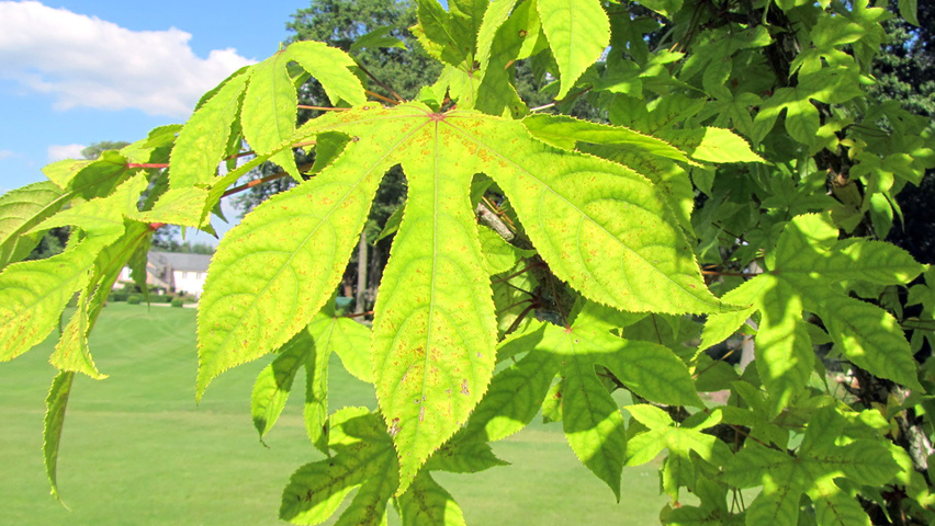 Kalopanax septemlobus var. maximowiczii liście