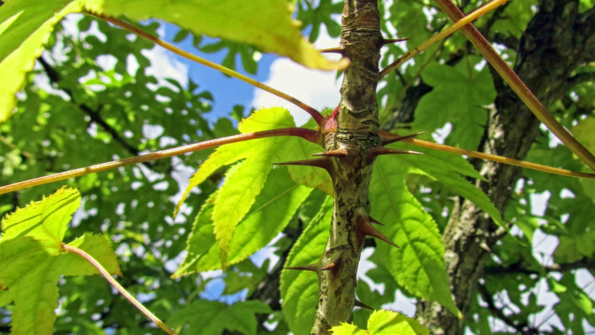 Kalopanax septemlobus var. maximowiczii pędy