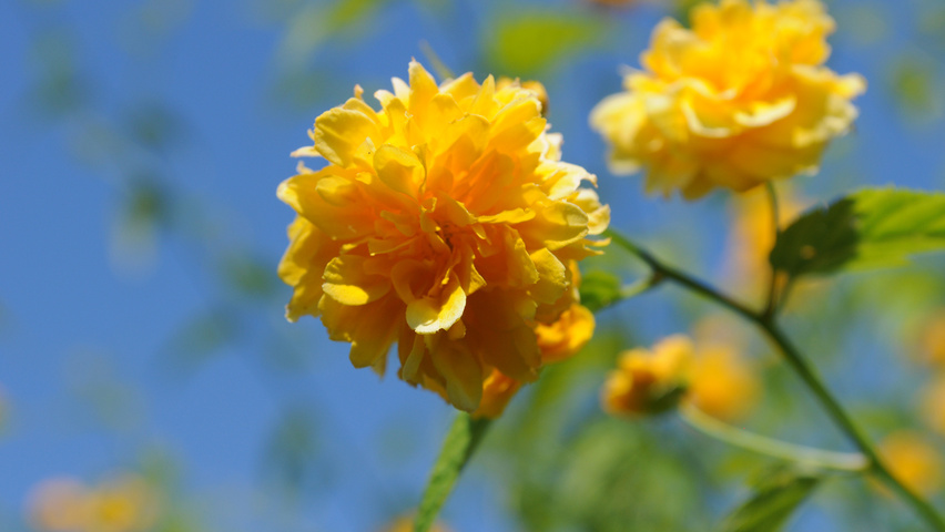 Kerria japonica 'Pleniflora' kwiaty