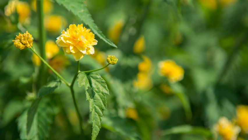 Kerria japonica 'Pleniflora' kwiaty
