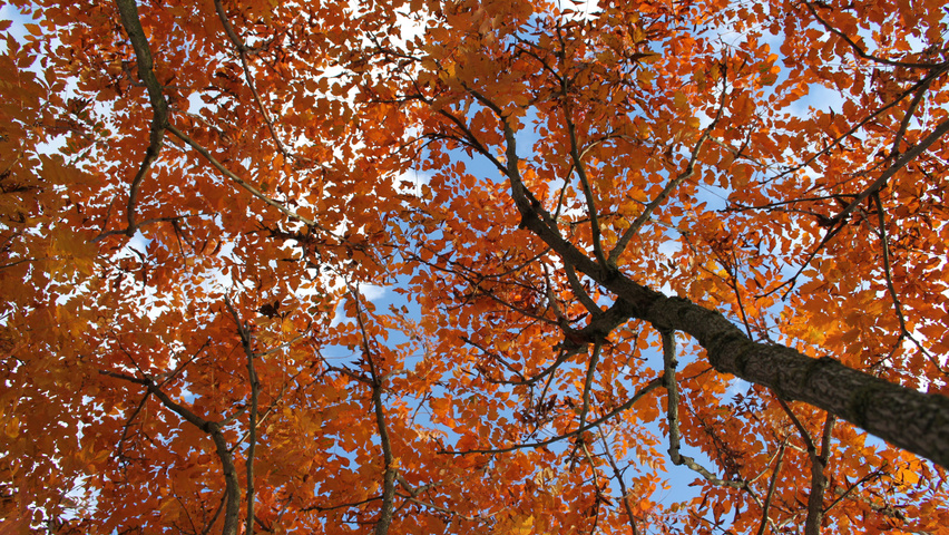 Koelreuteria paniculata herfstblad