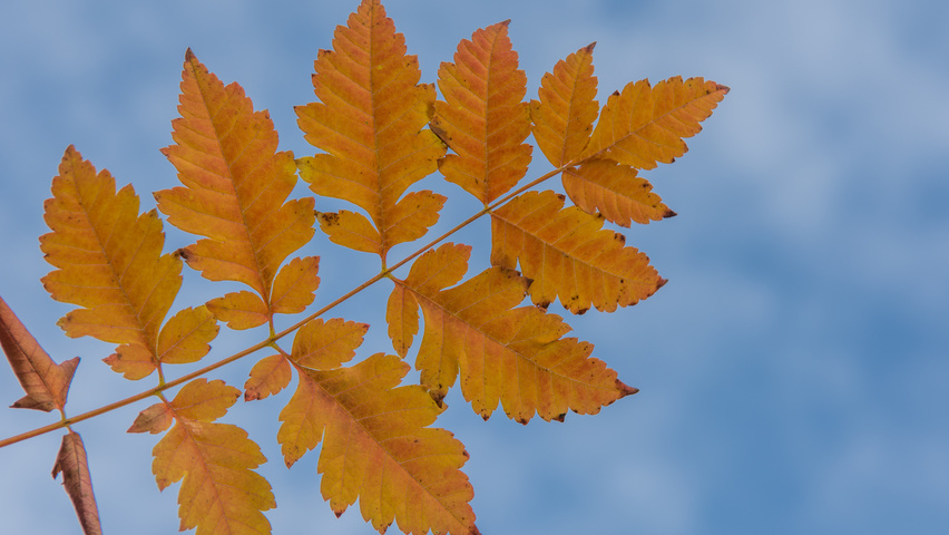 Koelreuteria paniculata herfstblad