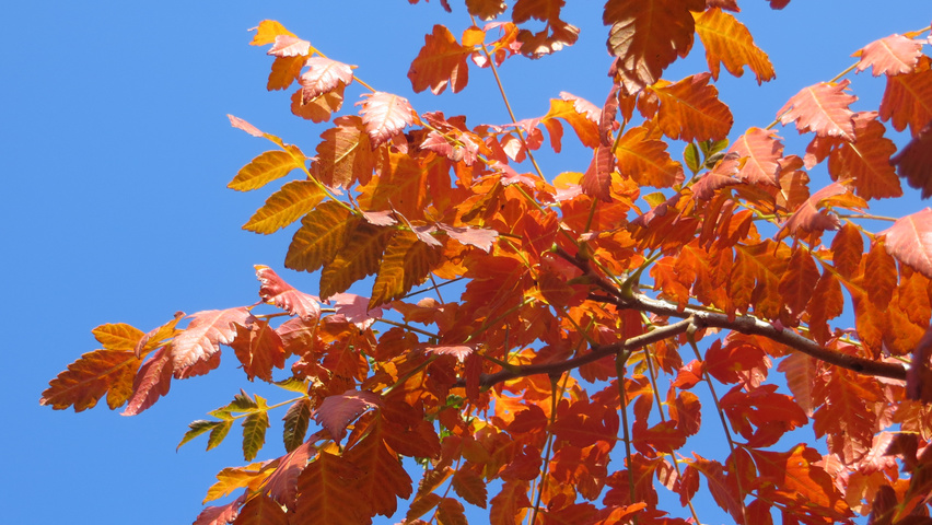 Koelreuteria paniculata herfstblad