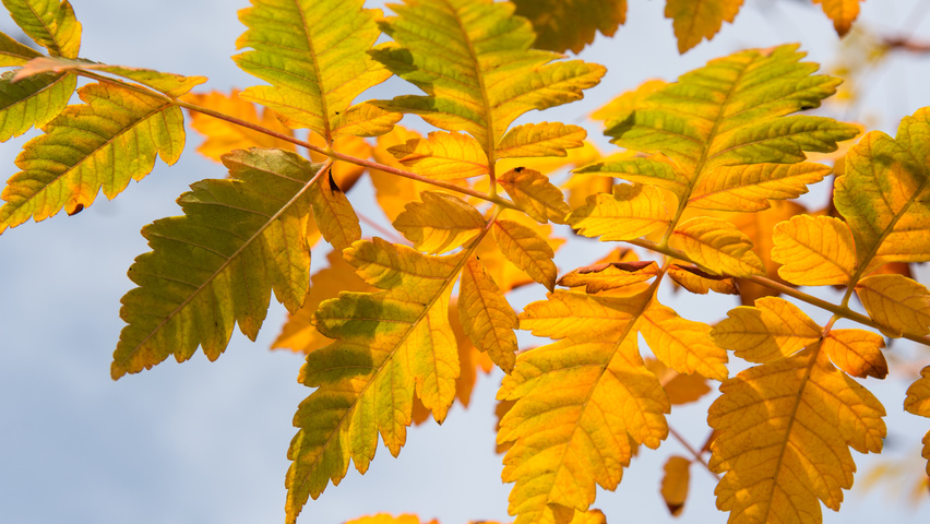 Koelreuteria paniculata herfstblad