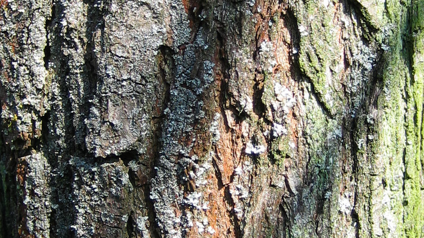 Koelreuteria paniculata bast