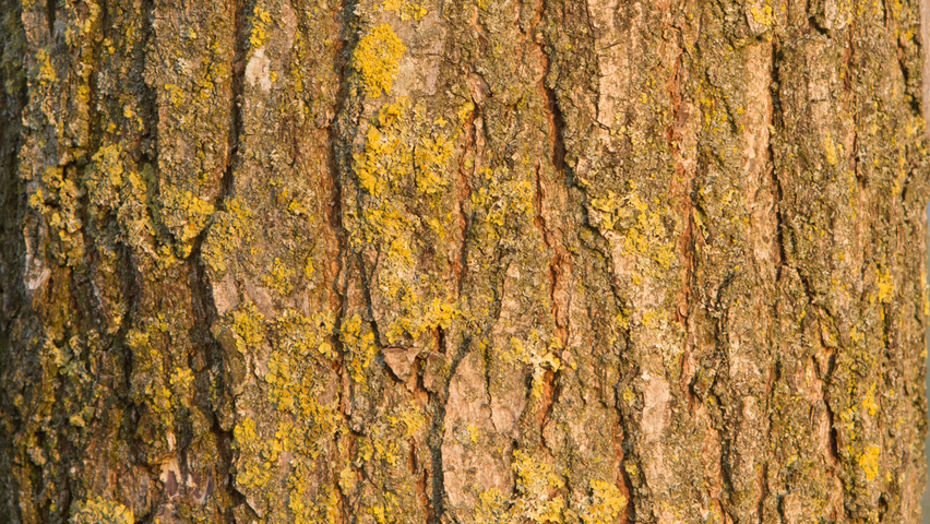 Koelreuteria paniculata bast