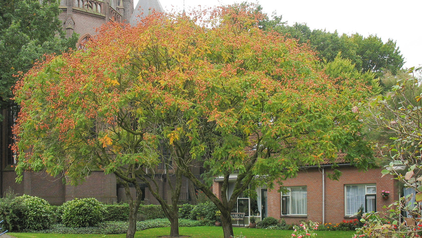 Koelreuteria Paniculata Treeebb Online Tree Finding Tool Ebben Nurseries