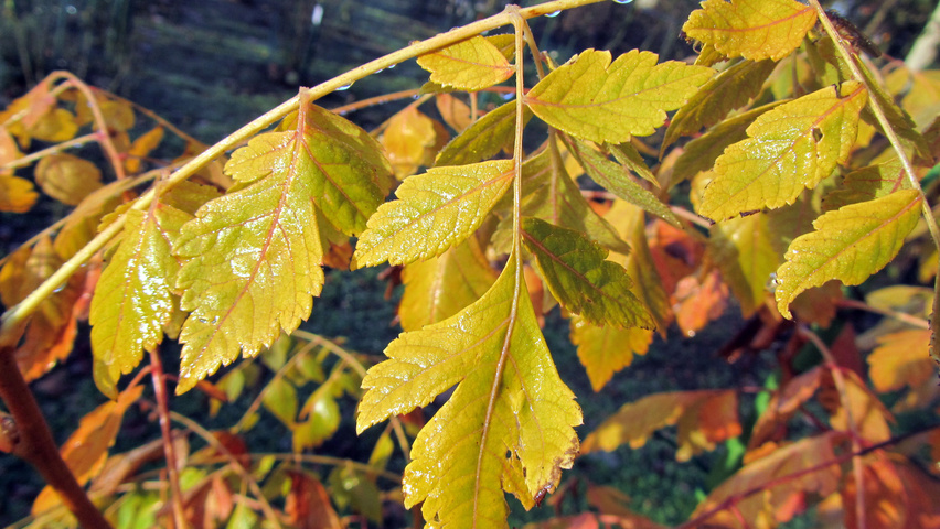 Koelreuteria paniculata 'Coral Sun' autumn leaves