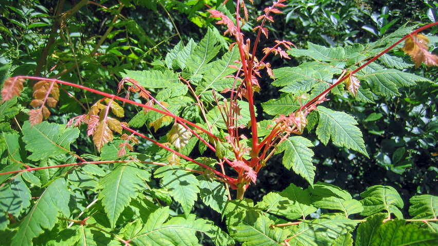 Koelreuteria paniculata 'Coral Sun' leaves