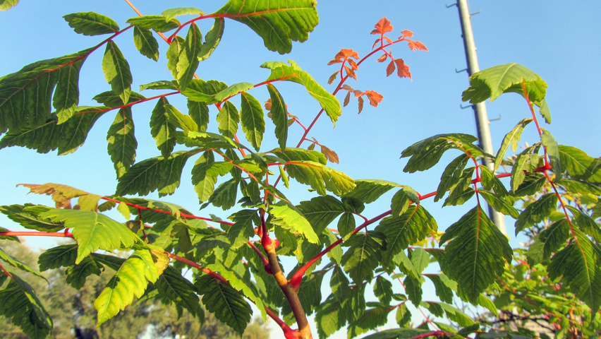 Koelreuteria paniculata 'Coral Sun' leaves