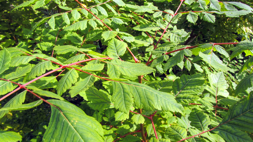 Koelreuteria paniculata 'Coral Sun' leaves
