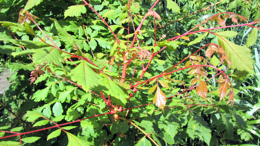 Koelreuteria paniculata 'Coral Sun' leaves