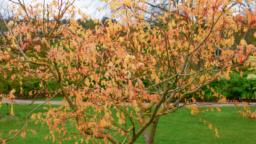 Koelreuteria paniculata 'Coral Sun' multi-stem