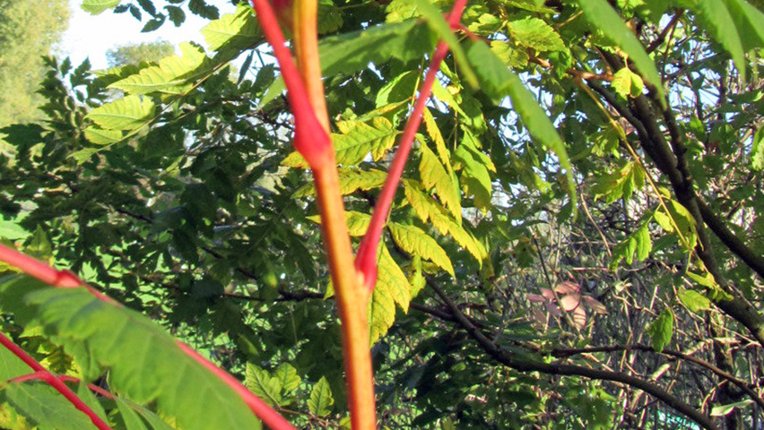 Koelreuteria paniculata 'Coral Sun' twigs