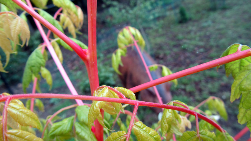 Koelreuteria paniculata 'Coral Sun' twigs