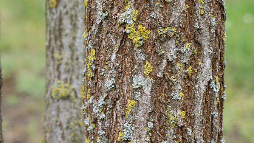 Koelreuteria paniculata 'Fastigiata' Rinden