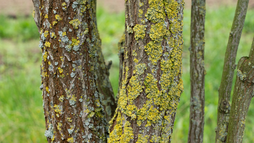 Koelreuteria paniculata 'Fastigiata' Rinden