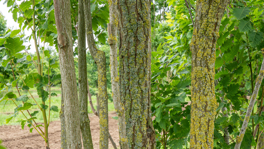 Koelreuteria paniculata 'Fastigiata' Rinden