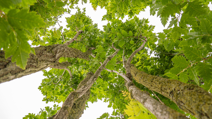 Koelreuteria paniculata 'Fastigiata' Rinden