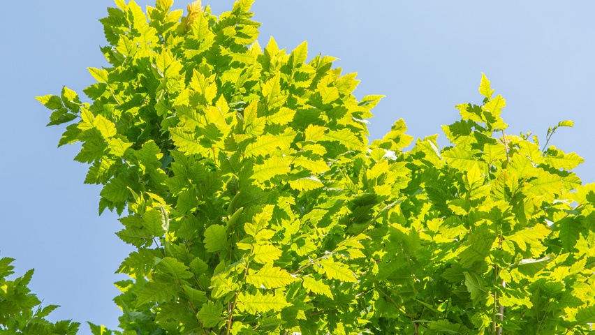 Koelreuteria paniculata 'Fastigiata' Blatt