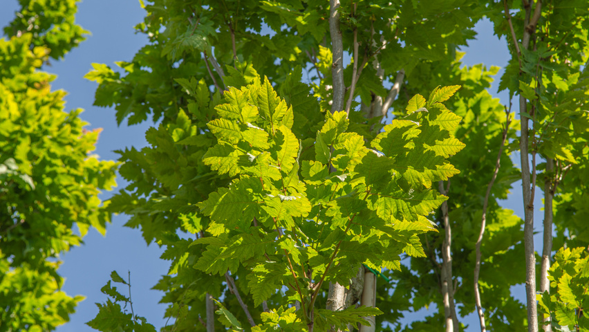 Koelreuteria paniculata 'Fastigiata' Blatt