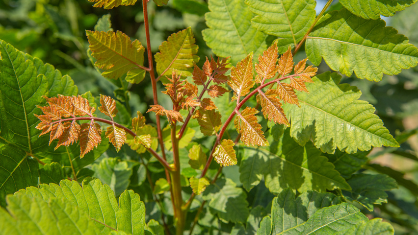 Koelreuteria paniculata 'Fastigiata' Blatt