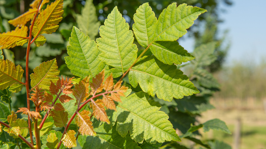Koelreuteria paniculata 'Fastigiata' Blatt