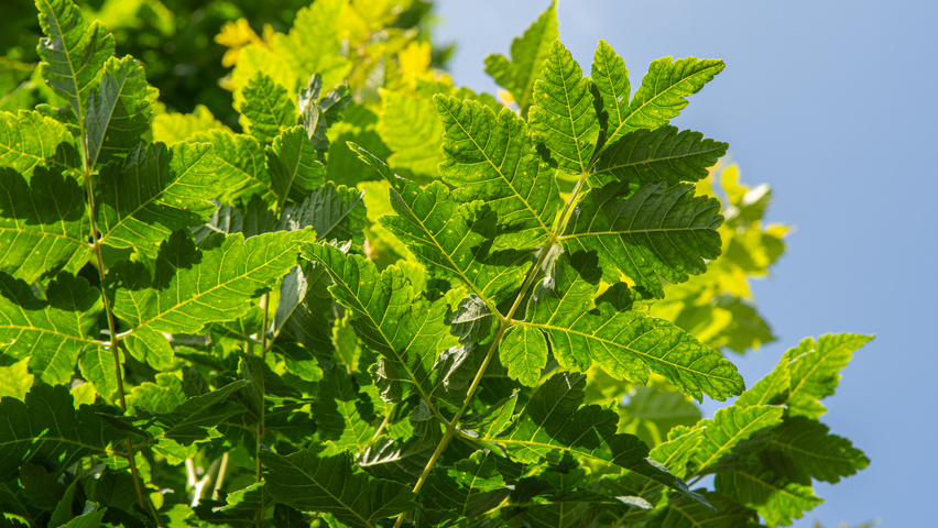 Koelreuteria paniculata 'Fastigiata' Blatt