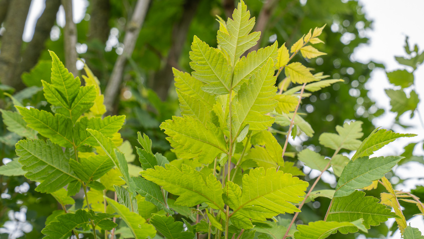 Koelreuteria paniculata 'Fastigiata' Blatt