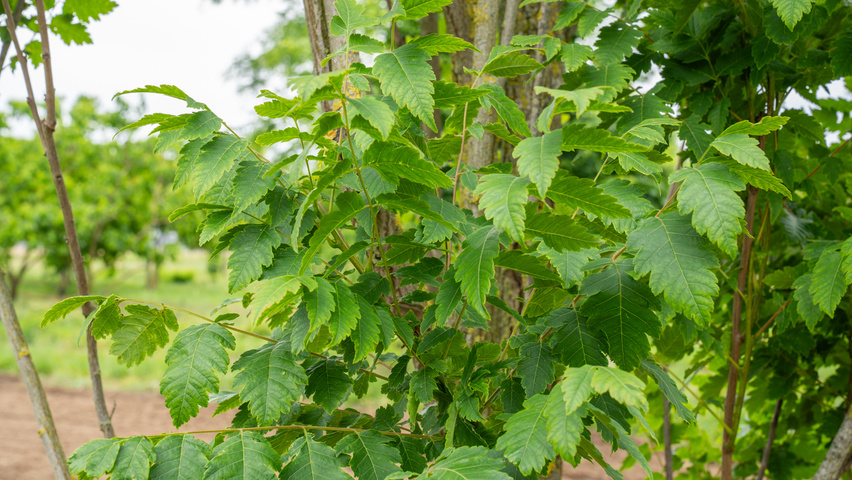 Koelreuteria paniculata 'Fastigiata' Blatt